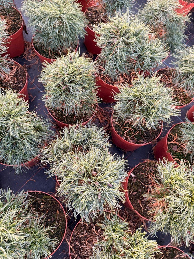 Spygliuotis, pušis "Green Twist", ant stiebo, vazonėlio skersmuo 23 cm.