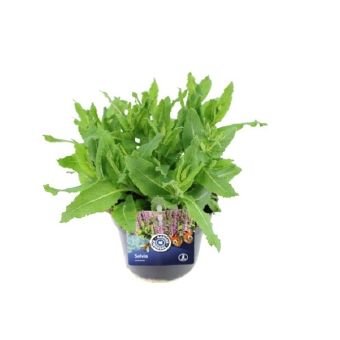 Daugiametė gėlė, šalavijas, vazonėlio skersmuo 13 cm.