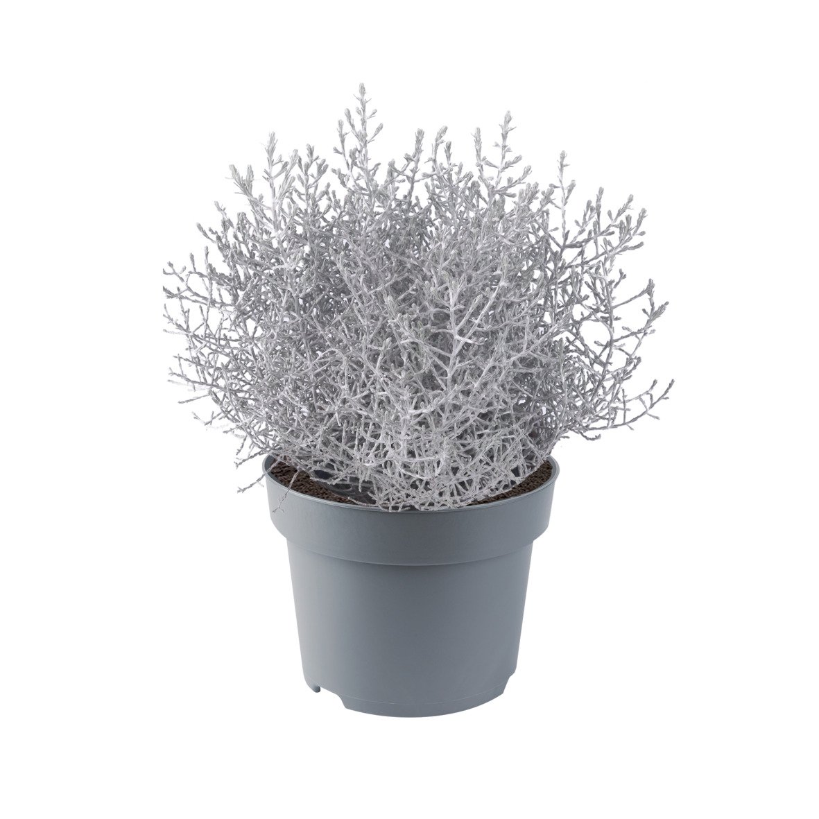 Vienmetė gėlė, kalocefalas, vazonėlio skersmuo 7 cm.