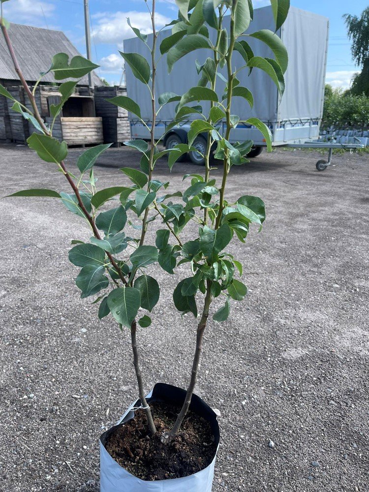 Vaismedis, šeimos obelys, dvi rūšys viename,  Herman ir  Kometa