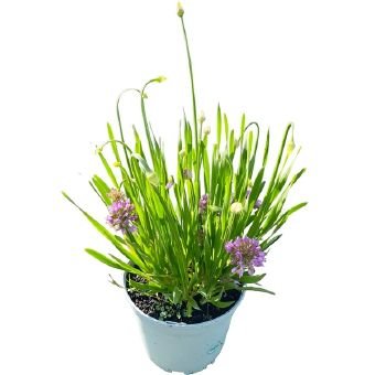 Daugiametė gėlė, česnakas dekoratyvinis, vazono skersmuo 19 cm.