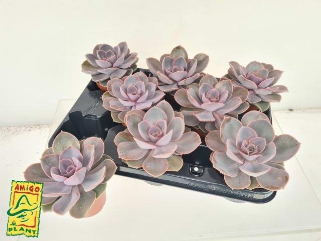 Kambarinis augalas, kalvorė (eševerija), vazonėlio skersmuo 10 cm.