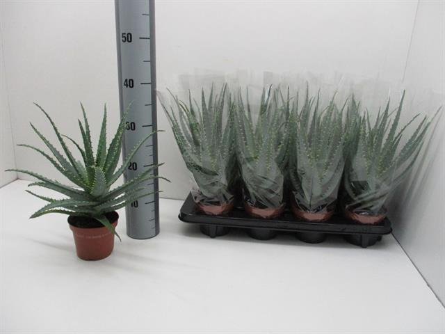 Kambarinis augalas, alavijas (Aloe vera) "Arborescens", vazonėlio skersmuo 12 cm.