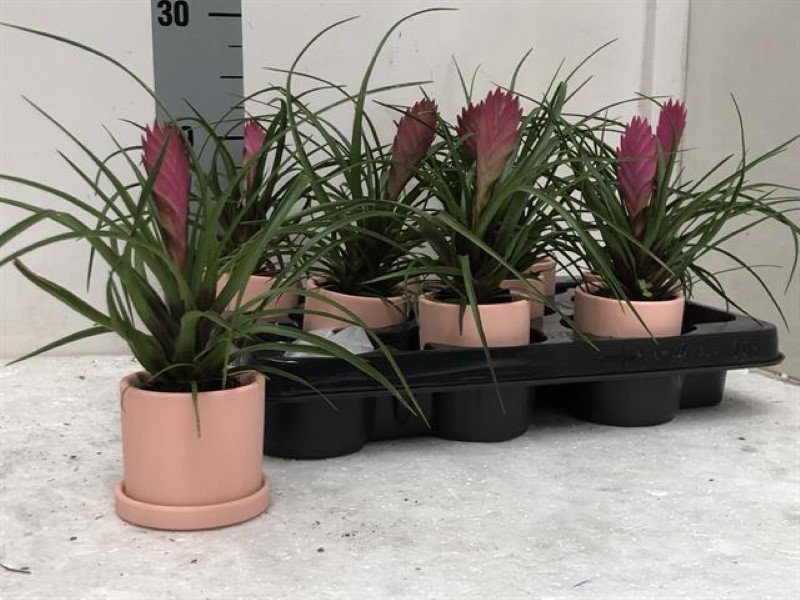 Kambarinis augalas, tilandsija keraminiame vazonėlyje, vazonėlio skersmuo 8 cm.