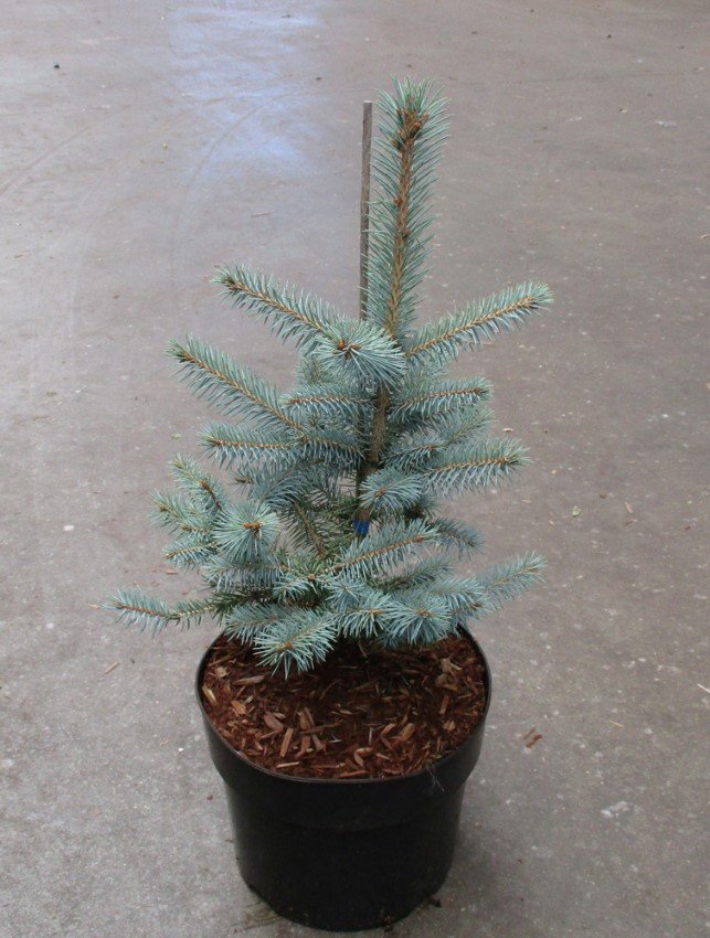 Spygliuotis, eglė dygioji "Blue Diamond", vazonėlio skersmuo 23 cm.