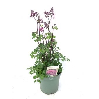 Daugiametė gėlė, vingiris "Little Pinkie", vazono skersmuo 19 cm.