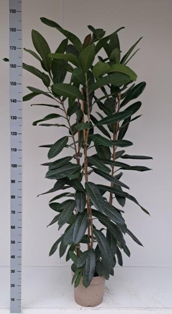 Kambarinis augalas, fikusas siauralapis, vazonėlio skersmuo 40 cm.