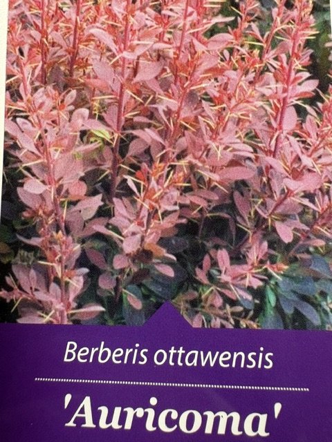 Dekoratyvinis krūmas, raugerškis otavinis "Auricoma", vazonėlio skersmuo 26 cm.