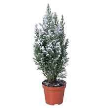 Kambarinis augalas, puskiparisis su dirbtiniu sniegu, aukštis 30 cm., vazonėlio skersmuo 9 cm.