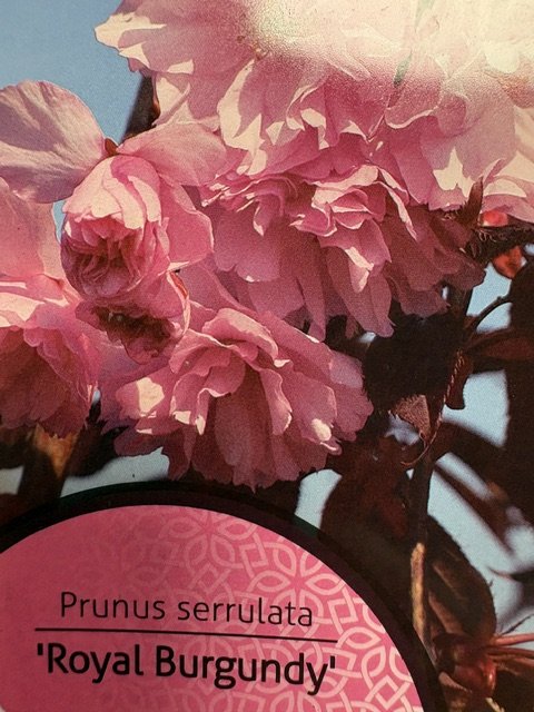 Dekoratyvinis medis, sakura "Royal Burgundy", vazonėlio skersmuo 23 cm.
