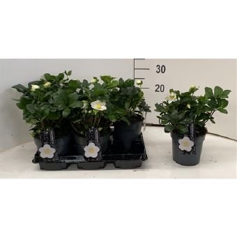 Daugiametė gėlė, eleboras "Christmas Carol", vazonėlio skersmuo 15 cm.