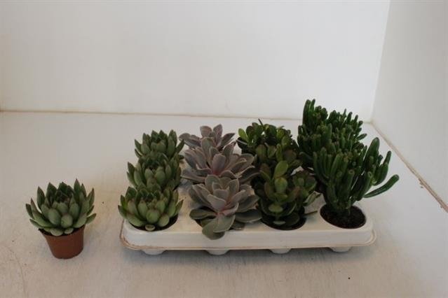 Kambarinis augalas, sukulentai, įvairūs, vazonėlio skersmuo 7 cm.