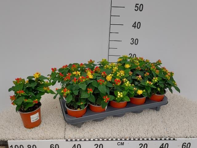 Žolinis augalas, jonažolė "Androsa", vazonėlio skersmuo 11 cm.