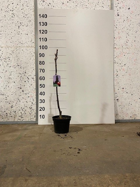 Dekoratyvinis medis, šermukšnis "Fastigiata", vazonėlio skersmuo 21 cm.