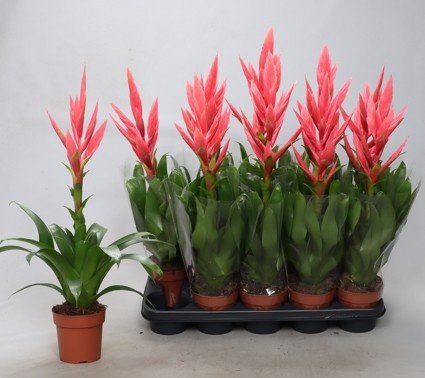 Kambarinis augalas tilandsija "Ziva", vazonėlio skersmuo 12 cm