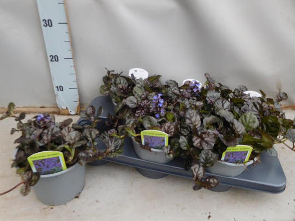 Alpinariumo augalas, vaisgina "Braunherz", vazonėlio skersmuo 15 cm.