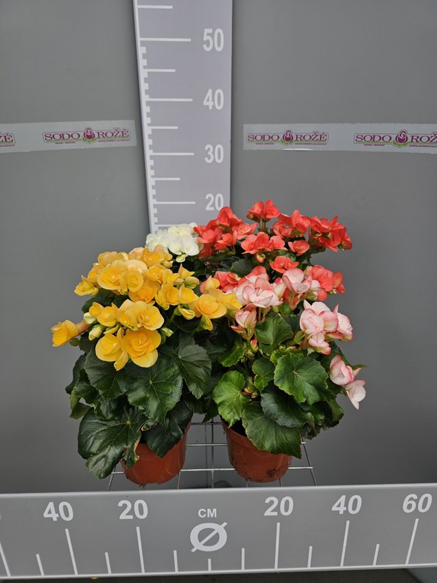 Vienmetė gėlė, begonija "Elatior", vazono skersmuo 15 cm.