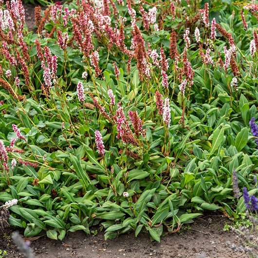 Daugiametė gėlė, rūgtis, vazonas 2 l.