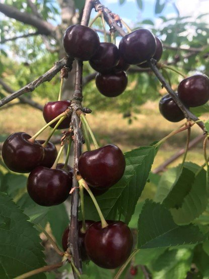 Vaismedis, trešnė "Germa" (Prunus avium)
