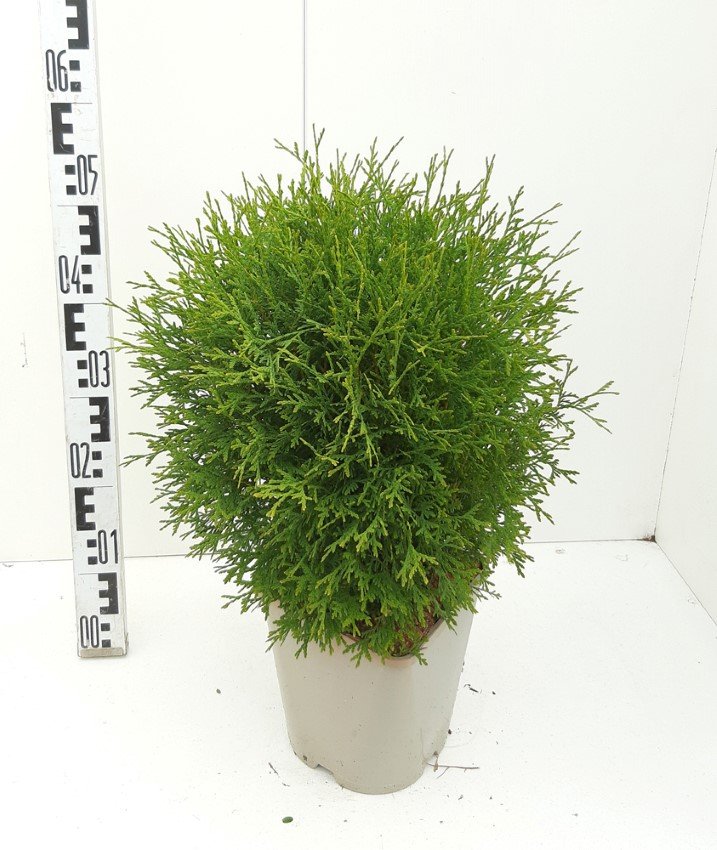 Spygliuotis, tuja vakarinė "Tiny Tim", vazonas 2 l.