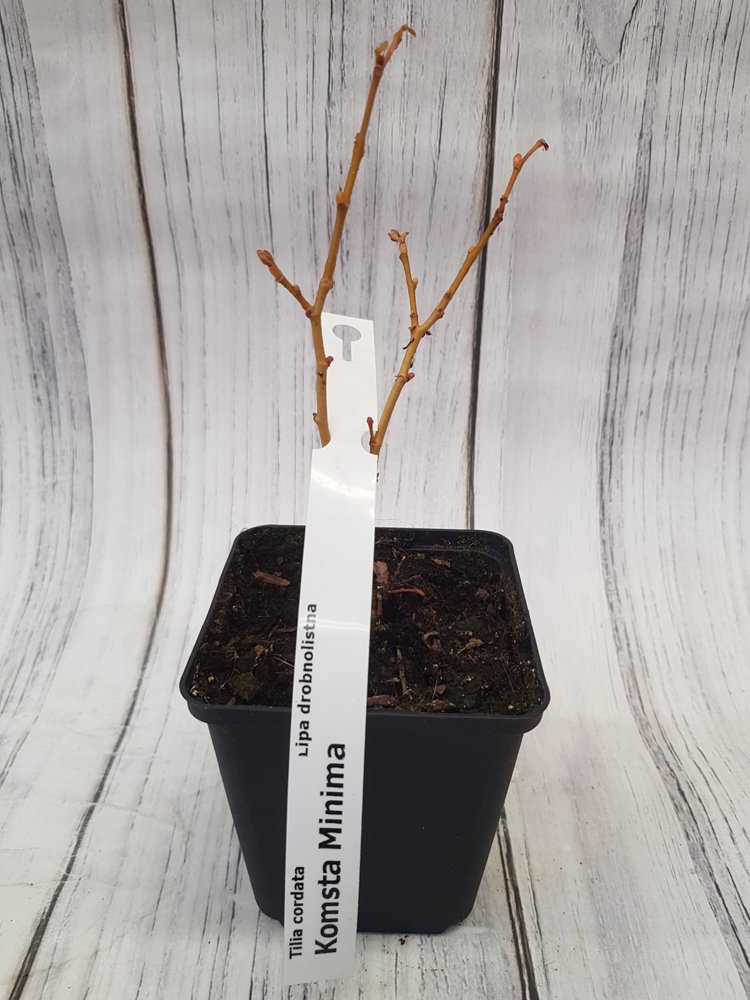 Dekoratyvinis medis, liepa mažalapė "Komsta Minima, vazonėlio skersmuo 9 cm.