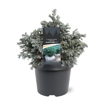 Spygliuotis, puskiparisis žirniasėklis "Blue Planet", vazonėlio skersmuo 19 cm.