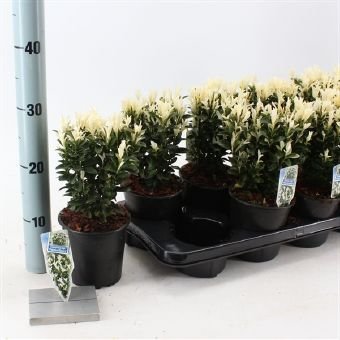 Dekoratyvinis krūmas, ožekšnis "Paloma Blanca", vazonėlio skersmuo 13 cm.