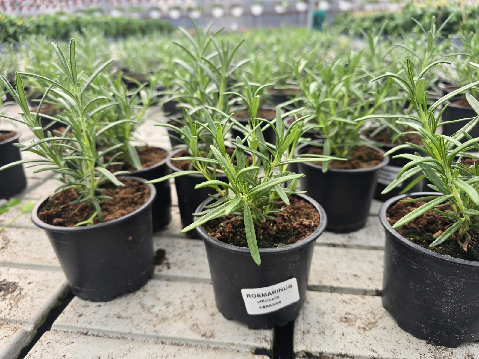 Prieskoninis augalas, rozmarinas, vazonėlio skersmuo 10 cm.