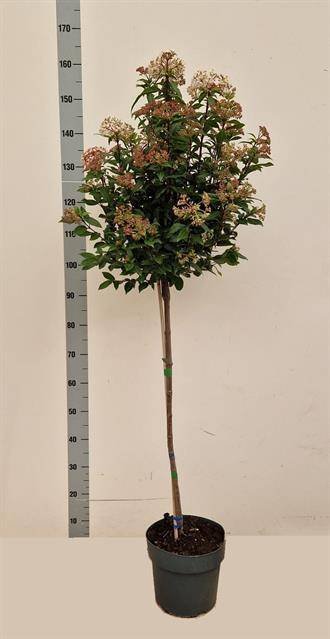 Dekoratyvinis krūmas, putinas "Spirit", ant stiebo, vazonėlio skersmuo 24 cm.
