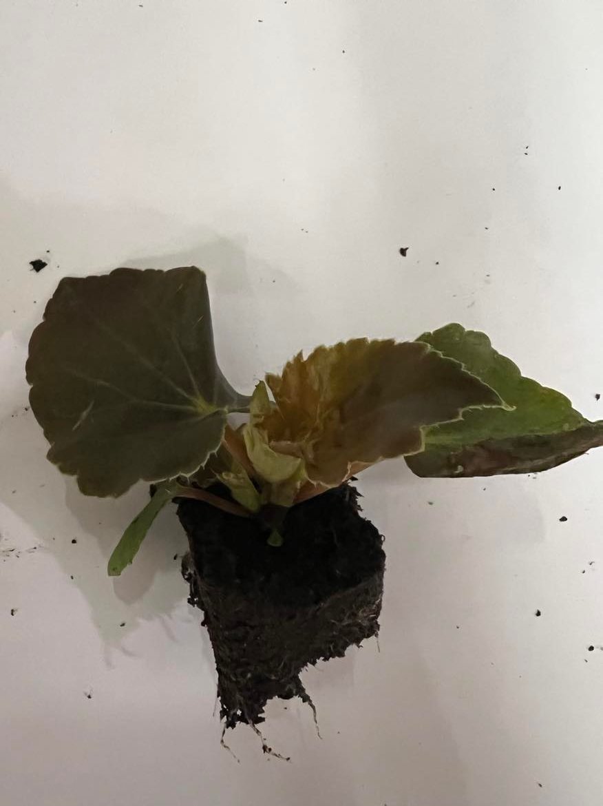 Gėlių daigelis, begonija "Illumination F1 Scarlet", 1 vnt.