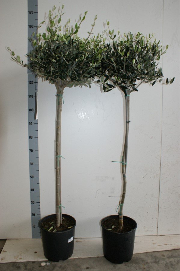 Dekoratyvinis krūmas, alyvmedis, ant stiebo, vazonėlio skersmuo 25 cm.
