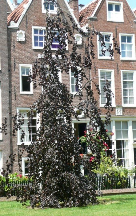 Dekoratyvinis medis, bukas "Purple Fountain", vazonas 15 l., aukštis 1-1,25 m.