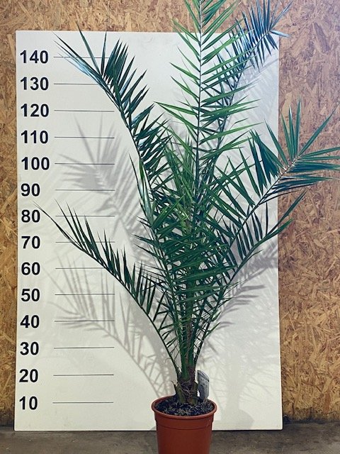 Kambarinis augalas, finikas kanarinis, vazonėlio skersmuo 28 cm.