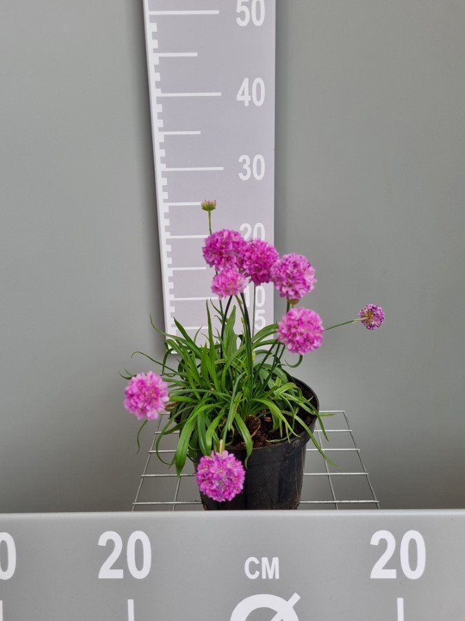 Alpinariumo augalas, gvaizdė, vazonas 2 l.