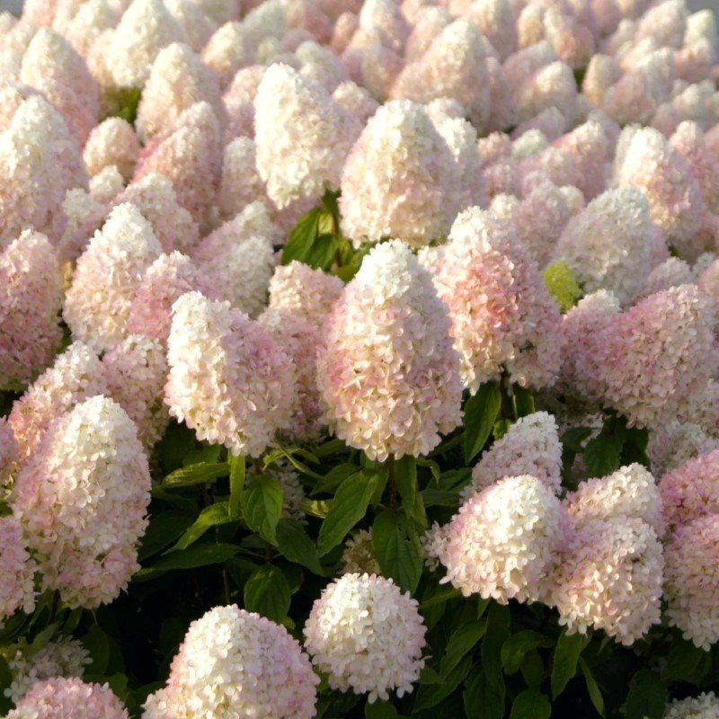 Dekoratyvinis krūmas, šluotelinė hortenzija "Magical Sweet Summer", vazonėlio skersmuo 19 cm.