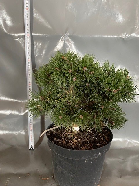 Spygliuotis, kalninė pušis "Winzig", vazonėlio skersmuo 23 cm.