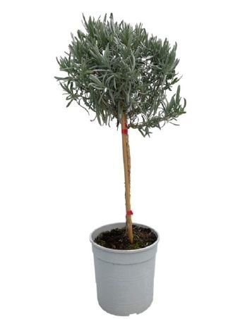 Daugiametė gėlė, levanda, ant stiebo, vazonėlio skersmuo 18 cm.