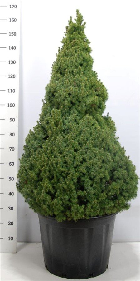 Spygliuotis, eglė baltoji "Sander"s Blue", aukštis 100-125 cm., vazonas 65 l.