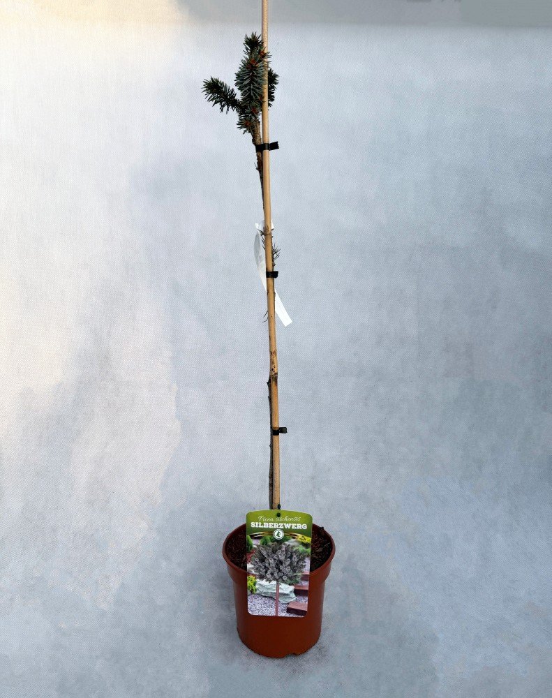 Spygliuotis, eglė sitkinė "Silverzwerg", aukštis 60-80 cm., vazonas 3 l.