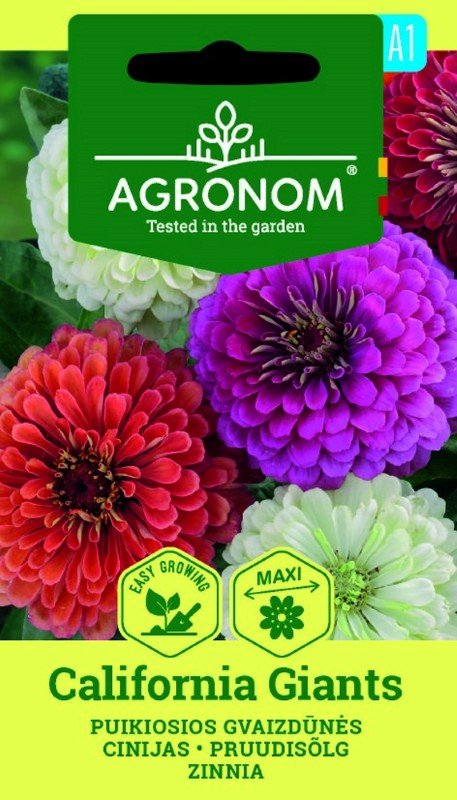Gėlių sėklos, AGRONOM gvaizdūnės puikiosios jurgininės CALIFORNIA GIANTS, 0,5 g.