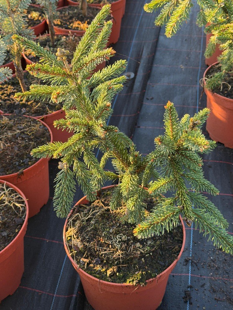 Spygliuotis, eglė serbinė "Pendula", vazonėlio skersmuo 23 cm.