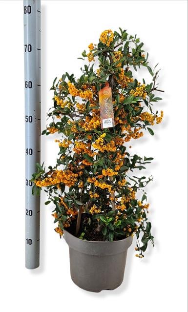 Dekoratyvinis krūmas, dyglainė "Sunny Star", vazonėlio skersmuo 23 cm.