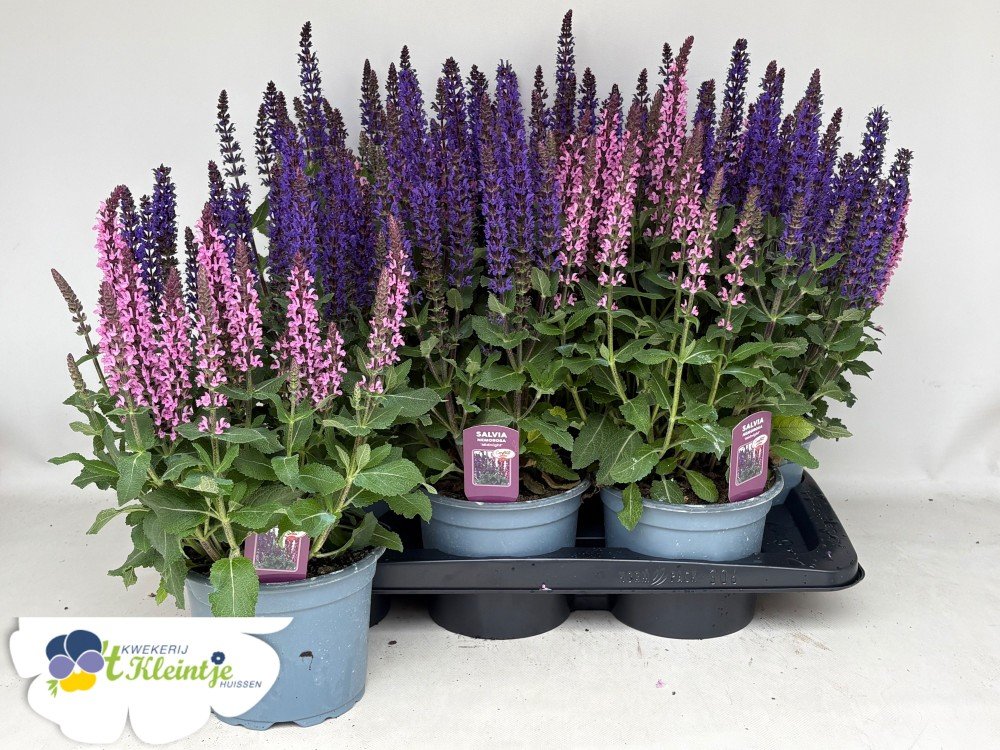 Daugiametė gėlė, šalavijas "Confetti Garden", vazonėlio skersmuo 17 cm.