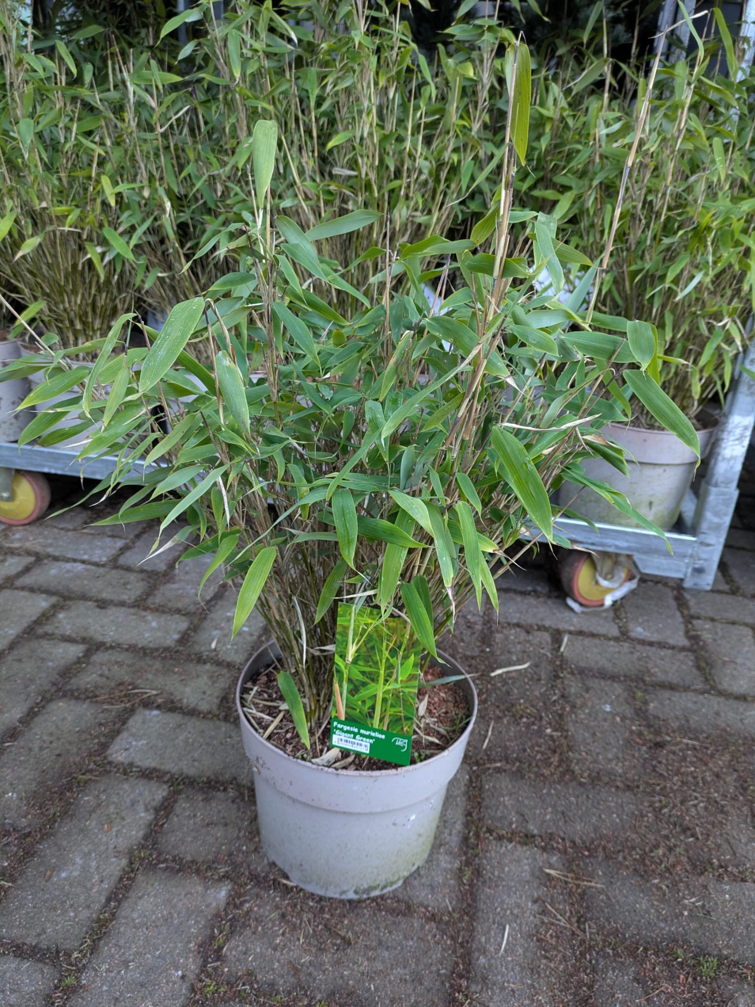 Žolinis augalas, skėtinis bambukaitis "Gigant Green", aukštis 60-80 cm., vazonas 5 l.