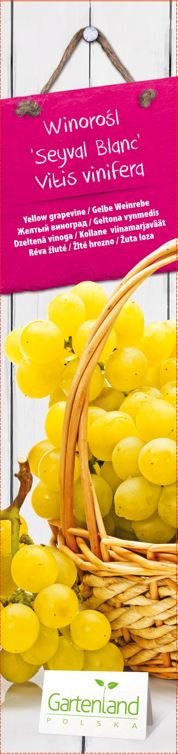 Vaiskrūmis, geltonasis vynmedis "Seyval Blanc", kartoninė tūtelė