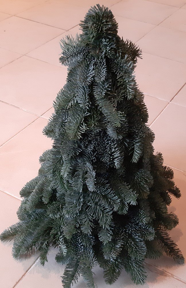 Kėnio šakų eglutė, aukštis 50 cm.