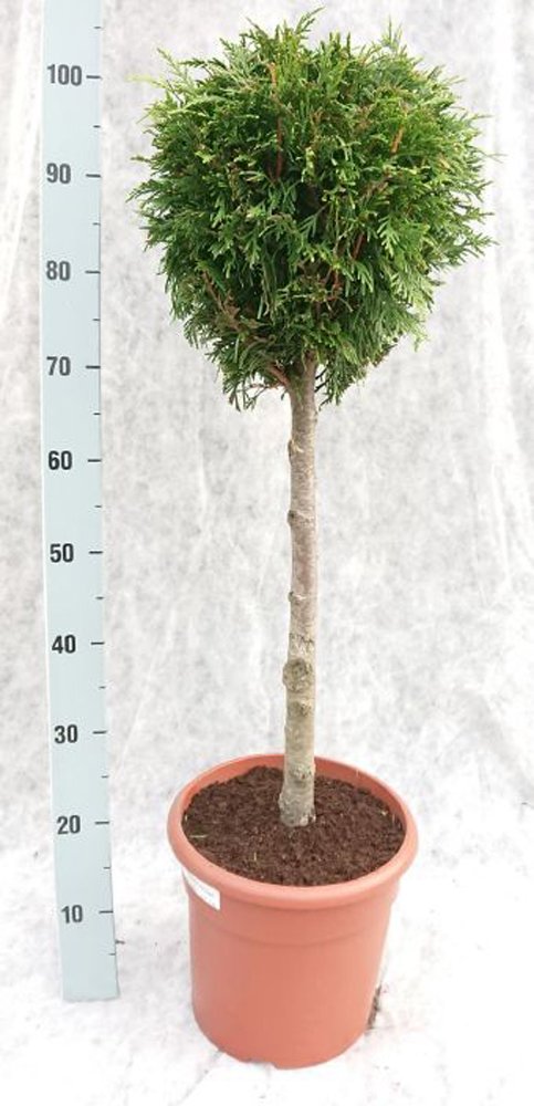 Spygliuotis, tuja didžioji "Dura", vazonėlio skersmuo 26 cm.