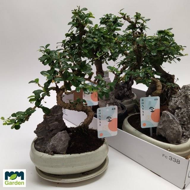 Kambarinis augalas, fikusas (bonsai), vazonėlio skersmuo 20 cm.