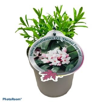 Dekoratyvinis krūmas, žalčialunkis "Eternal Fragrance", vazono skersmuo 17 cm.