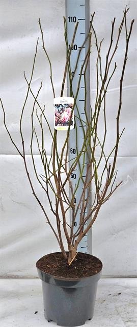 Dekoratyvinis krūmas, magnolija "Soulangeana", vazonėlio skersmuo 26 cm.